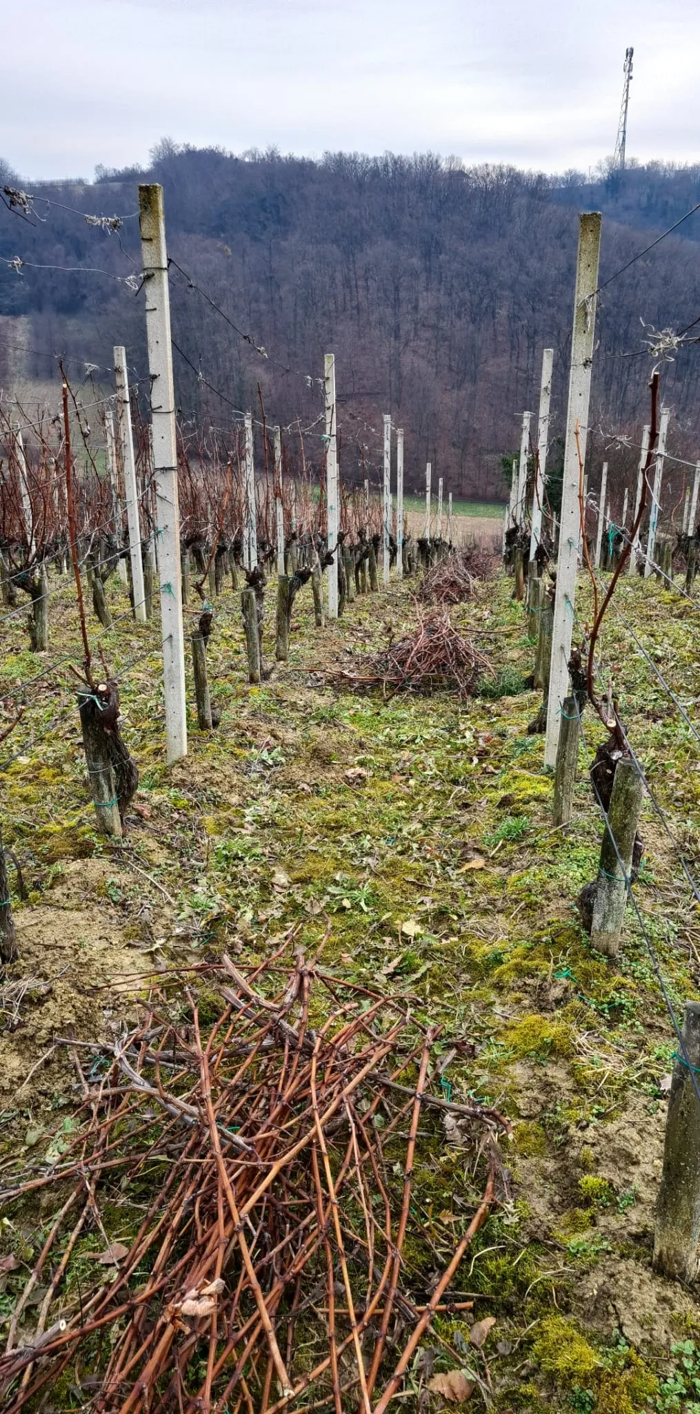 Vinograd Šibenik